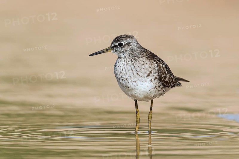 Wood Sandpiper (Tringa glareola) foraging, Eilat, Israel