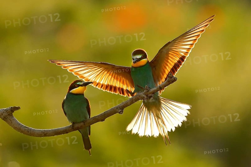 European Bee-eater (Merops apiaster) pair, Piedmont, Italy