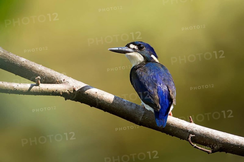 Little Kingfisher (Ceyx pusillus) juvenile, Queensland, Australia