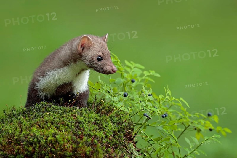 Beech marten, Martes foina, and bilberry with clear green background. Stone marten, detail portrait of forest animal. Small predator sitting on the green moss stone in the forest. Wildlife France