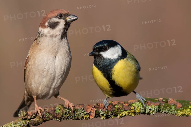 Eurasian Tree Sparrow & Great Tit (Passer montanus & Parus major) perched on a branch, Lower Saxony, Germany