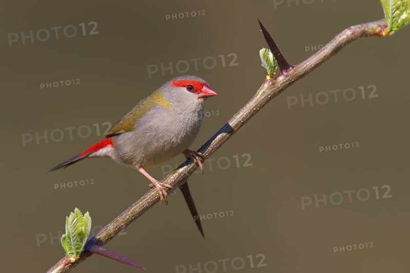 Red-browed Finch (Neochmia temporalis), Australia