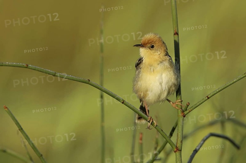 Golden-headed Cisticola (Cisticola exilis) male, Victoria, Australia