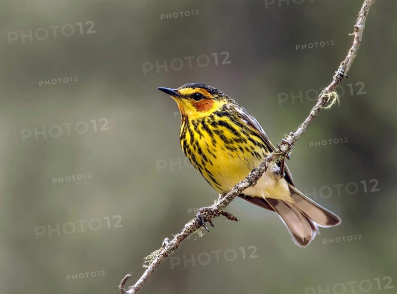 Cape May Warbler (Setophaga tigrina) male, Saskatchewan, Canada
