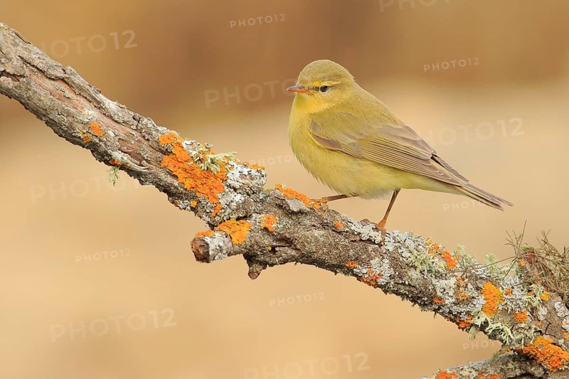 Willow Warbler (Phylloscopus trochilus) perched on lichen branch, Andalusia, Spain