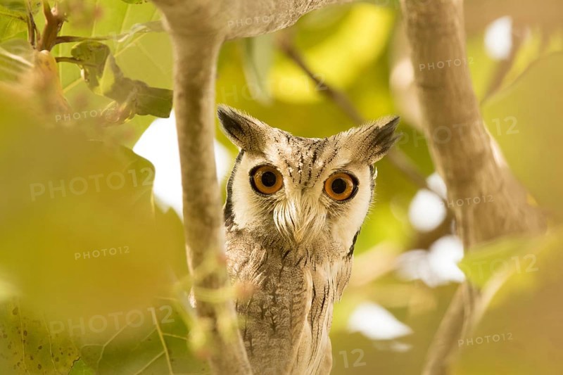 Northern White-faced Owl (Ptilopsis leucotis), Gambia