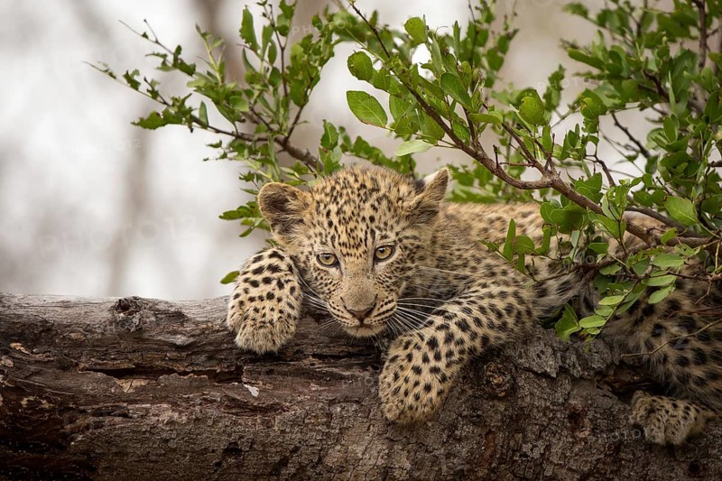 Leopard (Panthera pardus) cub lying on a tree trunk, Sabi Sands, South Africa