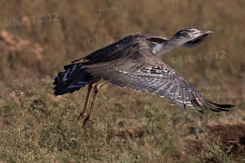 Kori Bustard (Ardeotis kori struthiunculus) male taking flight, Oromia, Ethiopia