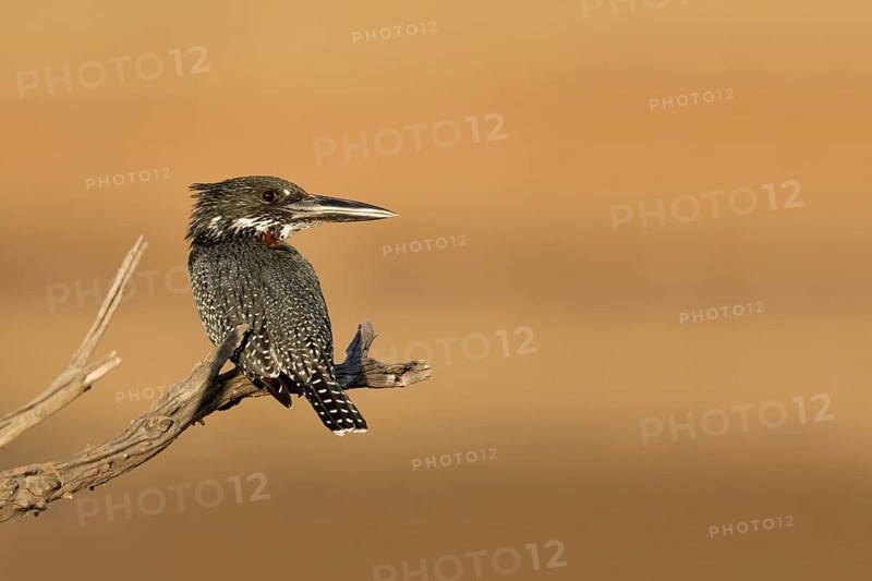 Reuzen Ijsvogel, Giant Kingfisher, Megaceryle maxima