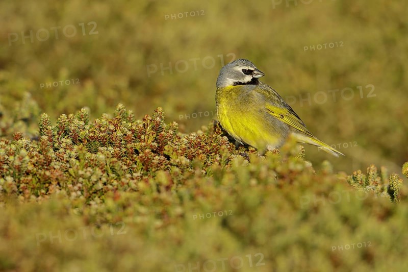 Black-throated Finch (Melanodera melanodera) perched on the ground in the Falkland Islands