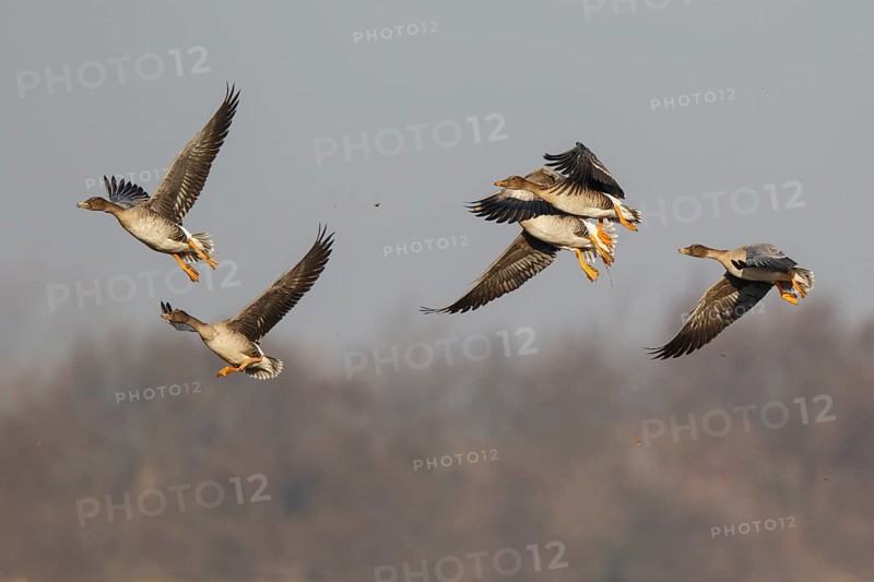 Taiga Bean Goose (Anser fabalis) group flying, North Rhine-Westphalia, Germany
