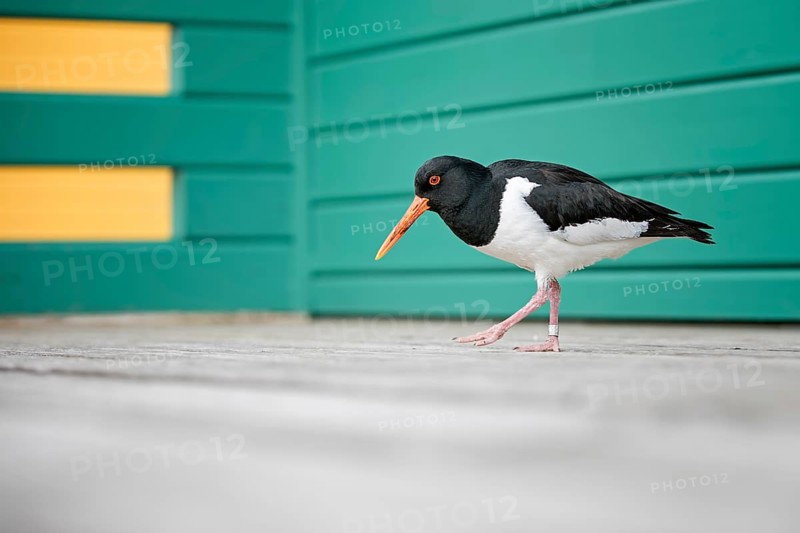 Eurasian Oystercatcher (Haematopus ostralegus), Schleswig-Holstein, Germany