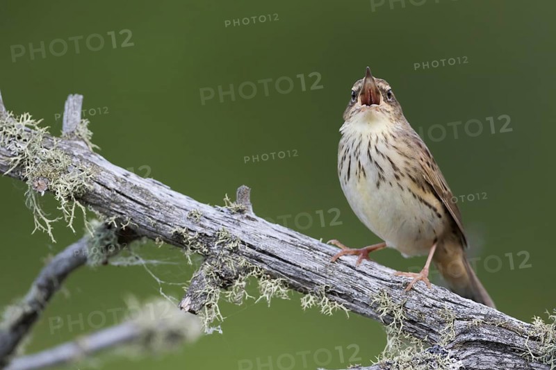 Lanceolated Warbler - Strichelschwirl - Locustella lanceolata ssp. lanceolata, Russia