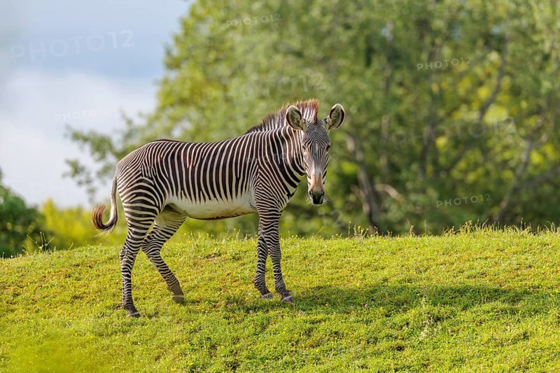 A Grévy's zebra (Equus grevyi) stands in a green meadow. Botswana