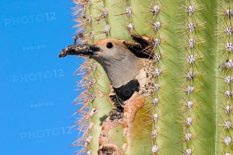 Gilded Flicker Colaptes auratus Tucson, Pima Co., ARIZONA, USA 29 April Adult Female carrying fecal sac. Picidae