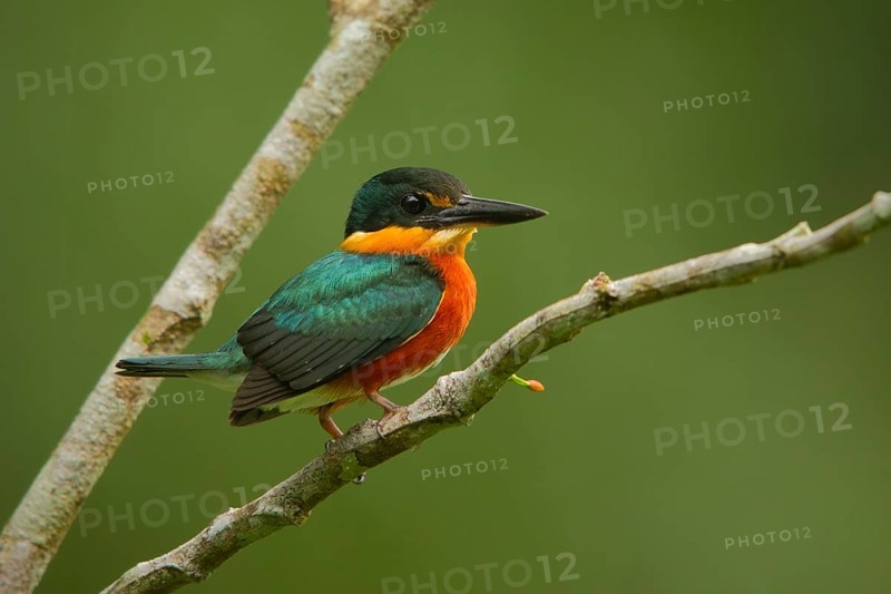 American Pygmy Kingfisher (Chloroceryle aenea), Ecuador