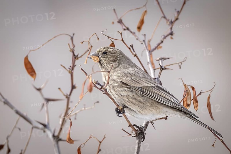 Mountain bullfinch (Carpodacus rubicilla), female, feeding, Himalayas, Spitital, Kaza, Himachal Pradesh, India