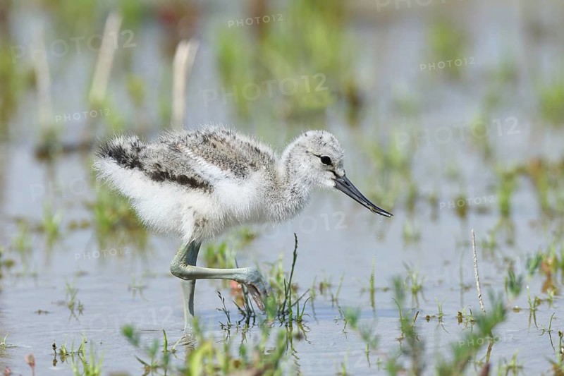 Avocet (Recurvirostra avosetta) Young bird foraging in the shore zone at the lake, Wildlife, Wading bird, Animals, Waterfowl, Lake Neusiedl National Park, Burgenland, Austria