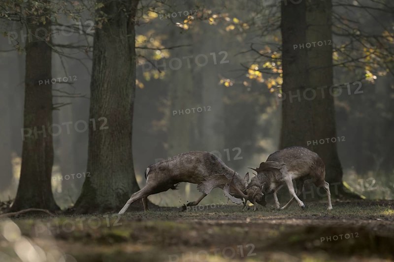 Duel of the fallow deer... Fallow deer (Dama dama) fight during the rutting season for supremacy on the rutting ground, native nature, North Rhine-Westphalia, Germany, Western Europe