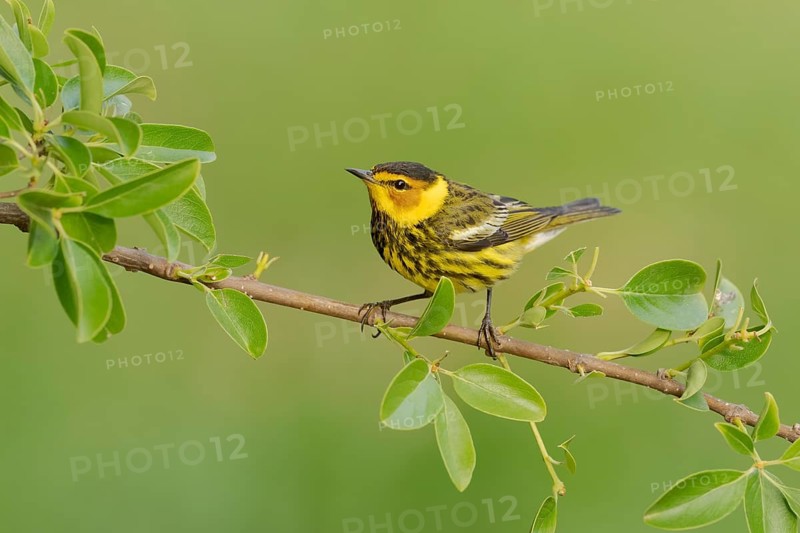 Cape May Warbler (Setophaga tigrina) male perched on a branch, Texas, USA