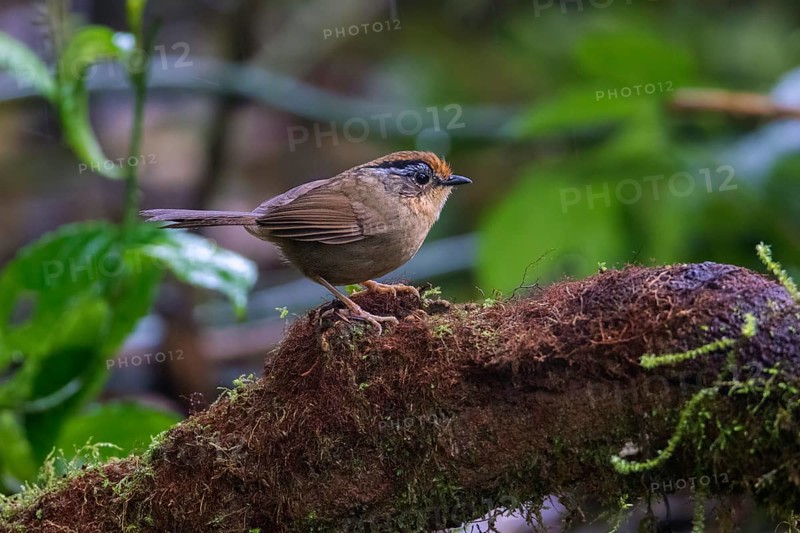 Braunkappenalcippe (Alcippe dubia), Ngoc Linh, Vietnam