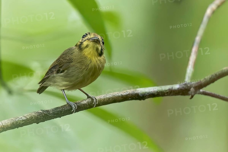 Golden-crowned Spadebill (Platyrinchus coronatus) perched on a branch in Panama