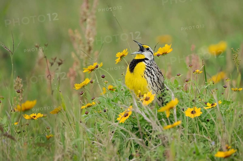 Eastern Meadowlark (Sturnella magna) male singing on a flowering meadow, Texas, USA