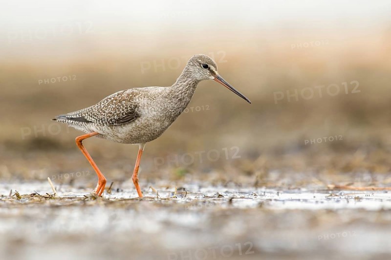 Spotted Redshank (Tringa erythropus) foraging, Poland