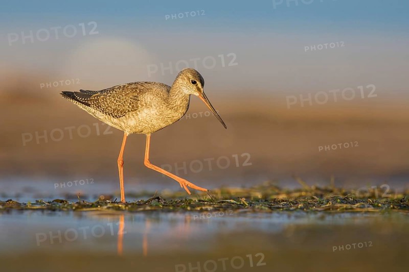 Spotted Redshank (Tringa erythropus) foraging, Poland