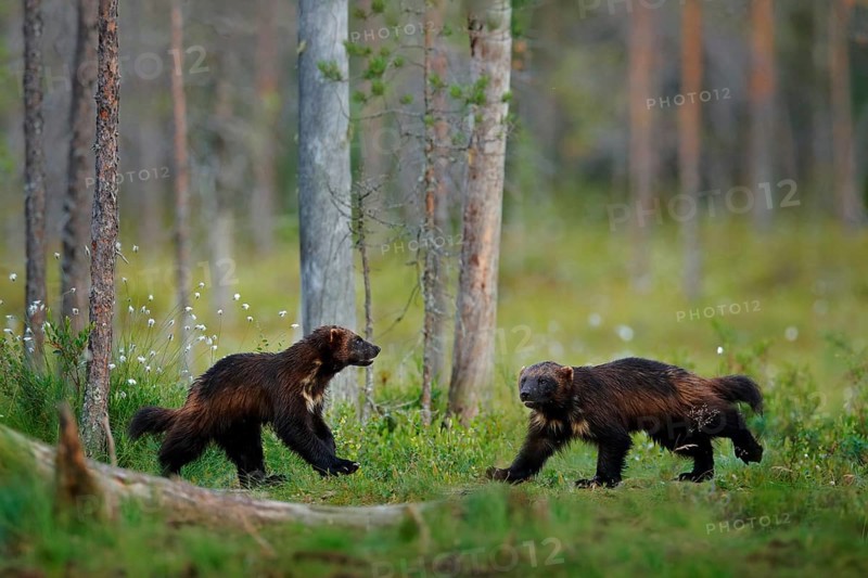 Russia wildlife. Wolverine running with catch in taiga. Wildlife scene from nature. Rare animal from north of Europe. Wild wolverine in summer grass. Wildlife Europe