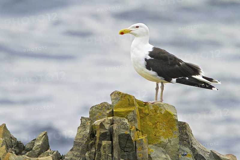 Great Black-backed Gull (Larus marinus), Newfoundland, Canada