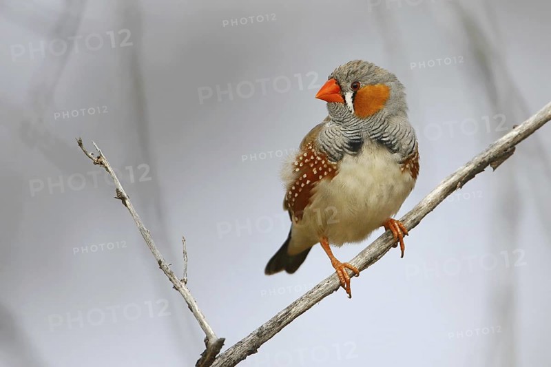 Zebra Finch (Taeniopygia guttata castanotis) male, Queensland, Australia