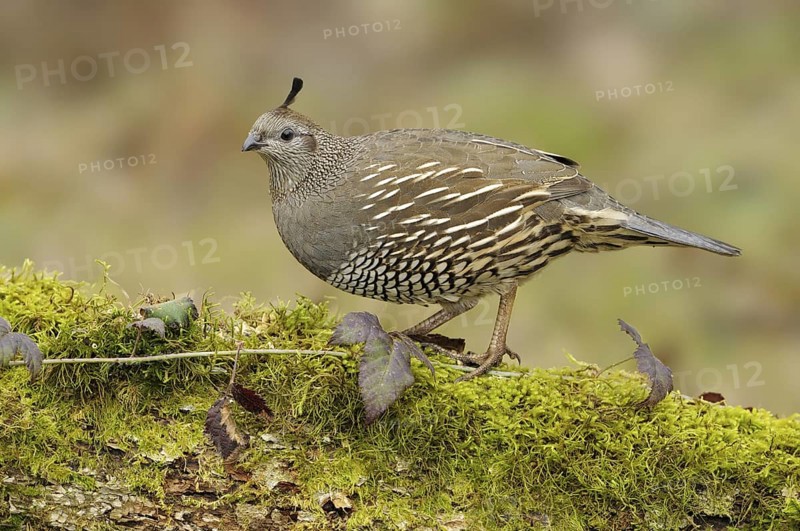 California Quail (Callipepla californica) female, British Columbia, Canada