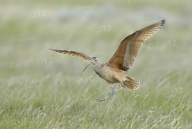 Long-billed Curlew (Numenius americanus), Alberta, Canada