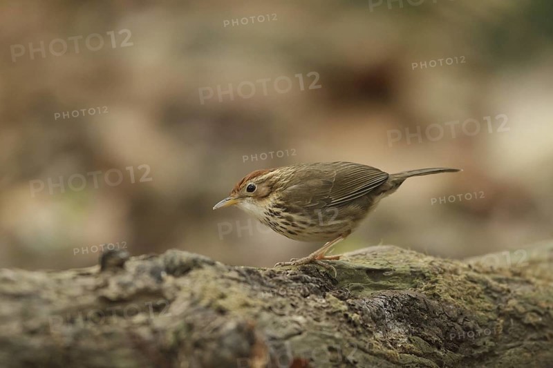 Puff-throated Babbler (Pellorneum ruficeps), Khao Yai, Thailand