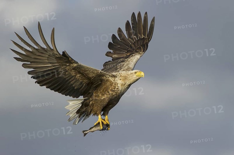 White-tailed Eagle (Haliaeetus albicilla) flying, Nord-Trondelag, Norway