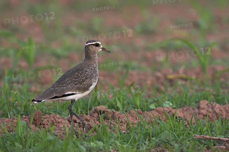 Sociable Lapwing (Vanellus gregarius), Oman