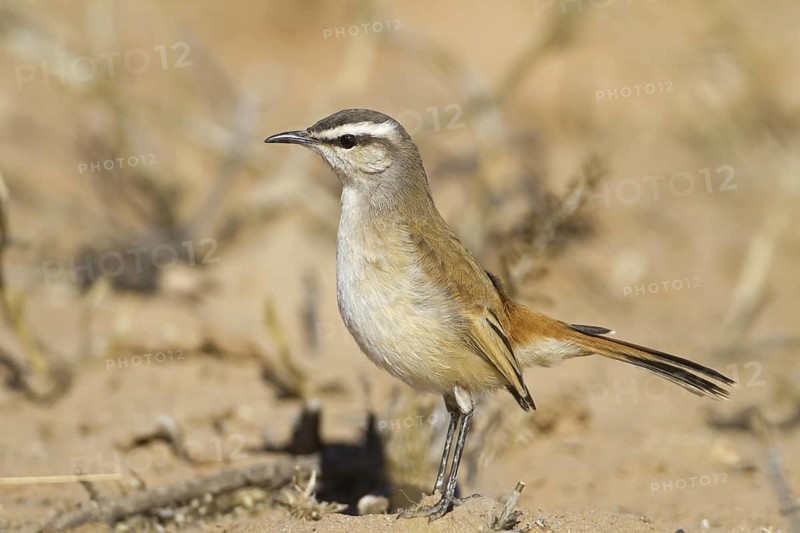 Kalahari Scrub Robin (Cercotrichas paena), Northern Cape, Kgalagadi Transfrontier Park, South Africa