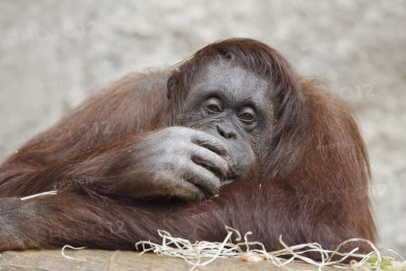 Bornean orangutan (Pongo pygmaeus), female, captive, occurring on Borneo
