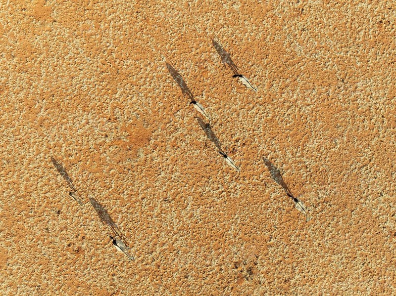 Gemsbok (Oryx gazella). Roaming an arid plain at the edge of the Namib Desert. Aerial view. Drone shot. Namibia