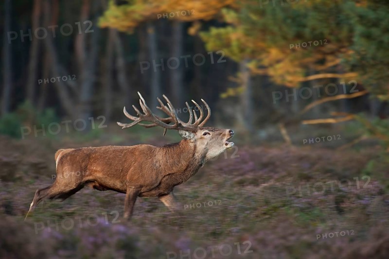 Red deer rutting... Red deer (Cervus elaphus), roaring stag running excitedly through flowering heath, September, late summer, beautiful light, dynamic image, shot taken in motion, capital stag, Veluwe, Netherlands, Holland, Western Europe