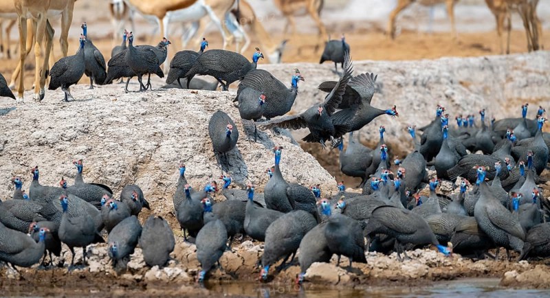 Helmeted guinea fowl (Numida meleagris), flock at the waterhole, Nxai Pan National Park, Botswana