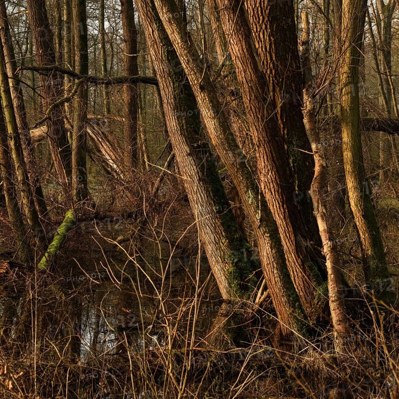In the quarry forest, swamp forest... Meerbusch (Lanker Bruch), swampy alluvial forest with alders, poplars, ash trees and dense undergrowth, alder swamp forest in the area of a Rhine meander that silted up centuries ago, old Rhine, endangered native nature, landscape in North Rhine-Westphalia, Germany, Meerbusch, Rhine district of Neuss, North Rhine-Westphalia, Western Europe