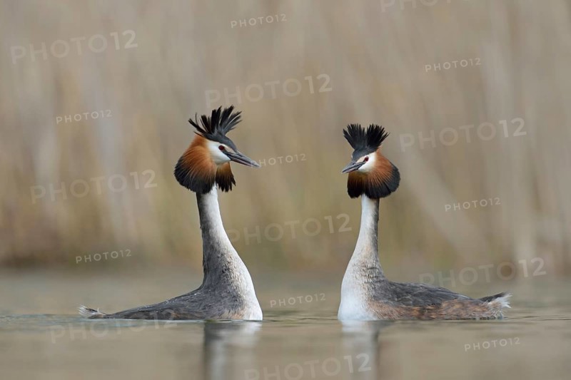 Great Crested Grebe courtship... Great Crested Grebe (Podiceps Scalloped ribbonfish), pair, couple swimming with raised feather bonnets to greet each other, courtship element, beautiful to look at, waterfowl, native nature, Lower Rhine, Rhineland, North Rhine-Westphalia, Germany, Western Europe