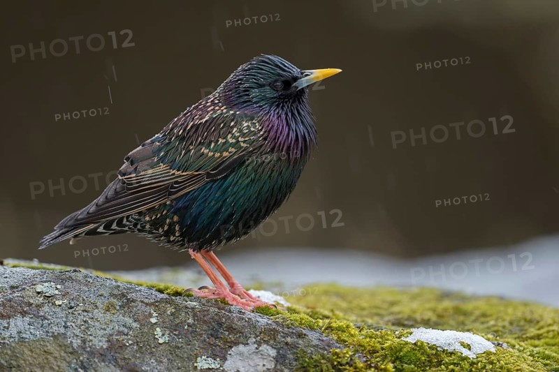 Dazzling bird... Starling (Sturnus vulgaris) in breeding plumage, in splendid plumage, in light rain, which brings out the shiny metallic colours in the plumage particularly well, native birds, wildlife, nature, southern Sweden, Sweden, Scandinavia, northern Europe