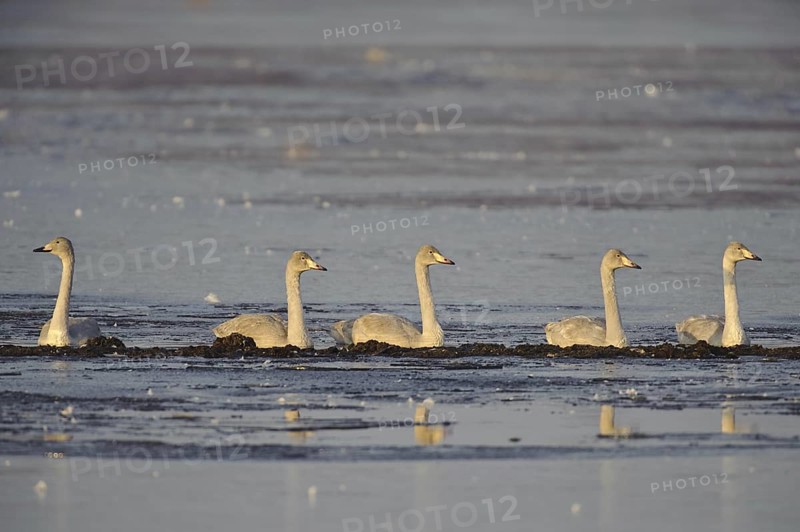 Whooper Swan (Cygnus cygnus), Lower Saxony, Germany