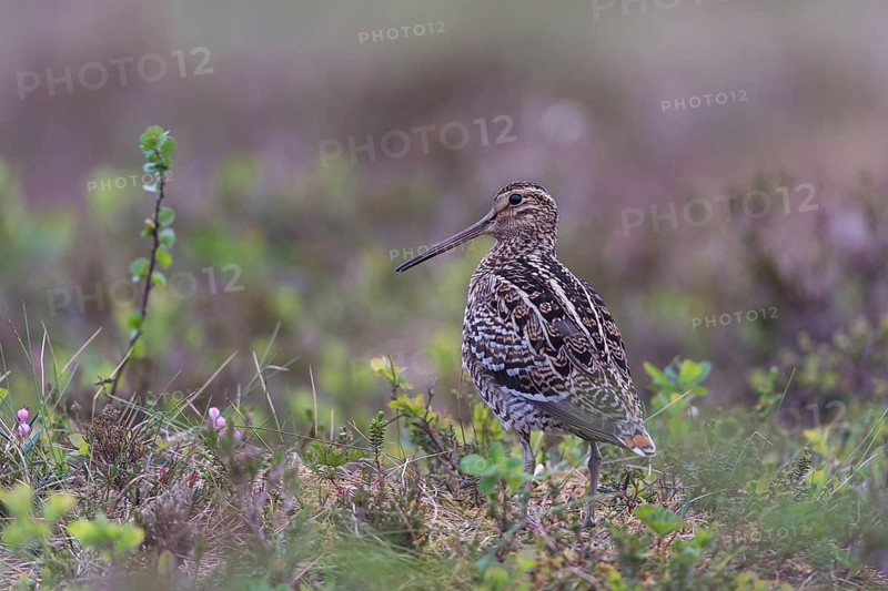 Doppelschnepfe (Gallinago media) Great snipe, male