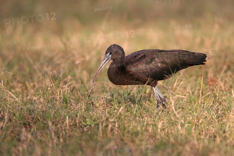 Glossy Ibis (Plegadis falcinellus), Florida, USA