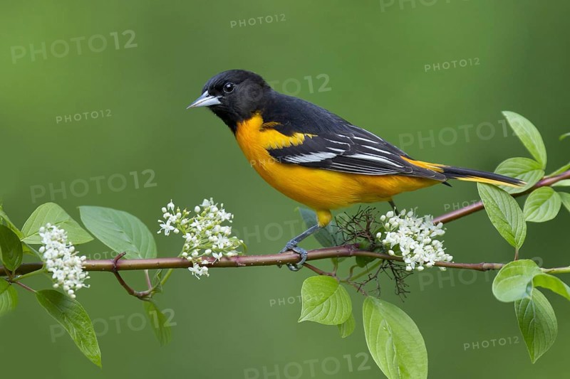 Baltimore Oriole (Icterus galbula) male, Ohio, USA