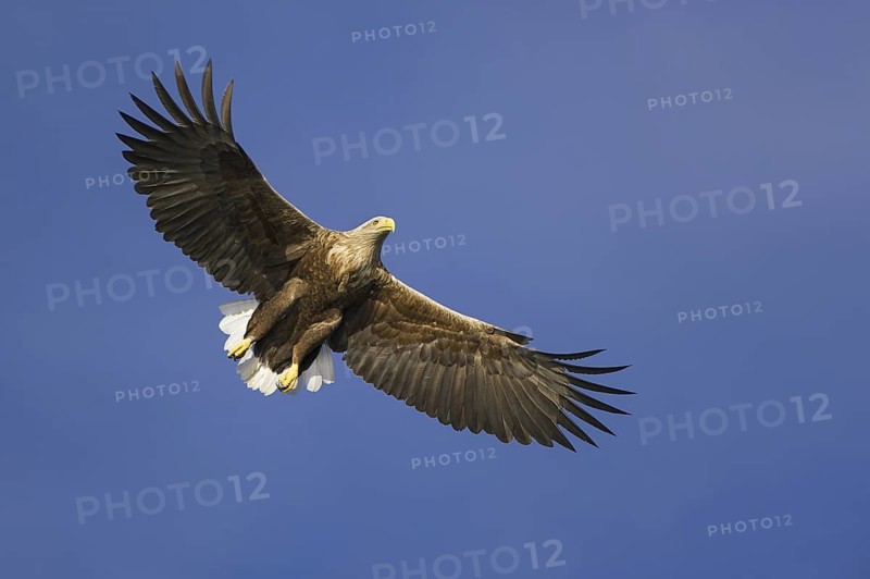 White-tailed Eagle (Haliaeetus albicilla) flying, Nord-Trondelag, Norway